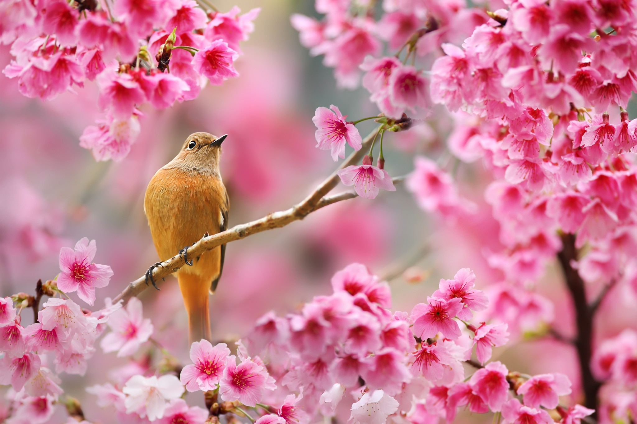 nature, Birds, Animals, Flowers, Plants, Depth Of Field, Cherry Blossom Wallpaper