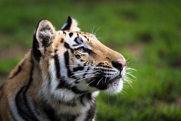 tiger, Animals, Nature, Big Cats HD Wallpaper Desktop Background