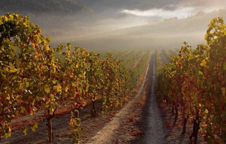 nature, Landscape, Vineyard, Mist, Sunrise, Path, Hill, Morning, Leaves HD Wallpaper Desktop Background