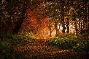 nature, Landscape, Forest, Fall, Path, Leaves, Trees, Shrubs, Sunlight, Germany, Morning, Europe