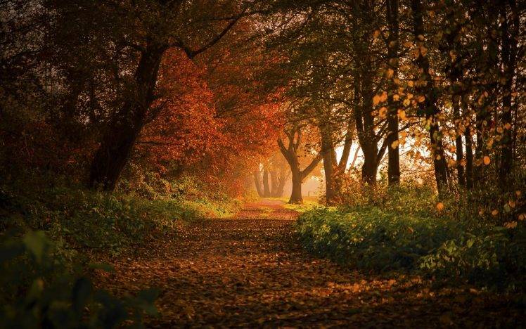 nature, Landscape, Forest, Fall, Path, Leaves, Trees, Shrubs, Sunlight, Germany, Morning, Europe HD Wallpaper Desktop Background