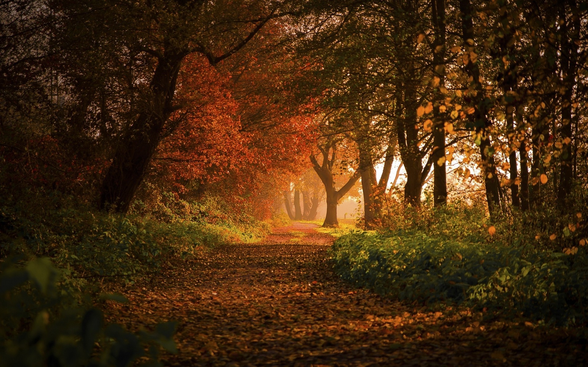 nature, Landscape, Forest, Fall, Path, Leaves, Trees, Shrubs, Sunlight, Germany, Morning, Europe Wallpaper