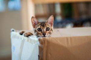 cat, Animals, Boxes