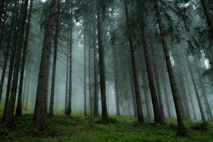 landscape, Nature, Forest, Mist, Trees, Grass, Pine Trees