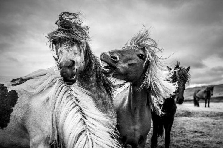 nature, Horse, Animals, Monochrome HD Wallpaper Desktop Background