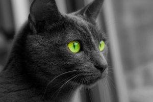 cat, Animals, Monochrome, Selective Coloring, Green Eyes