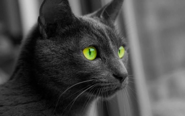 cat, Animals, Monochrome, Selective Coloring, Green Eyes HD Wallpaper Desktop Background