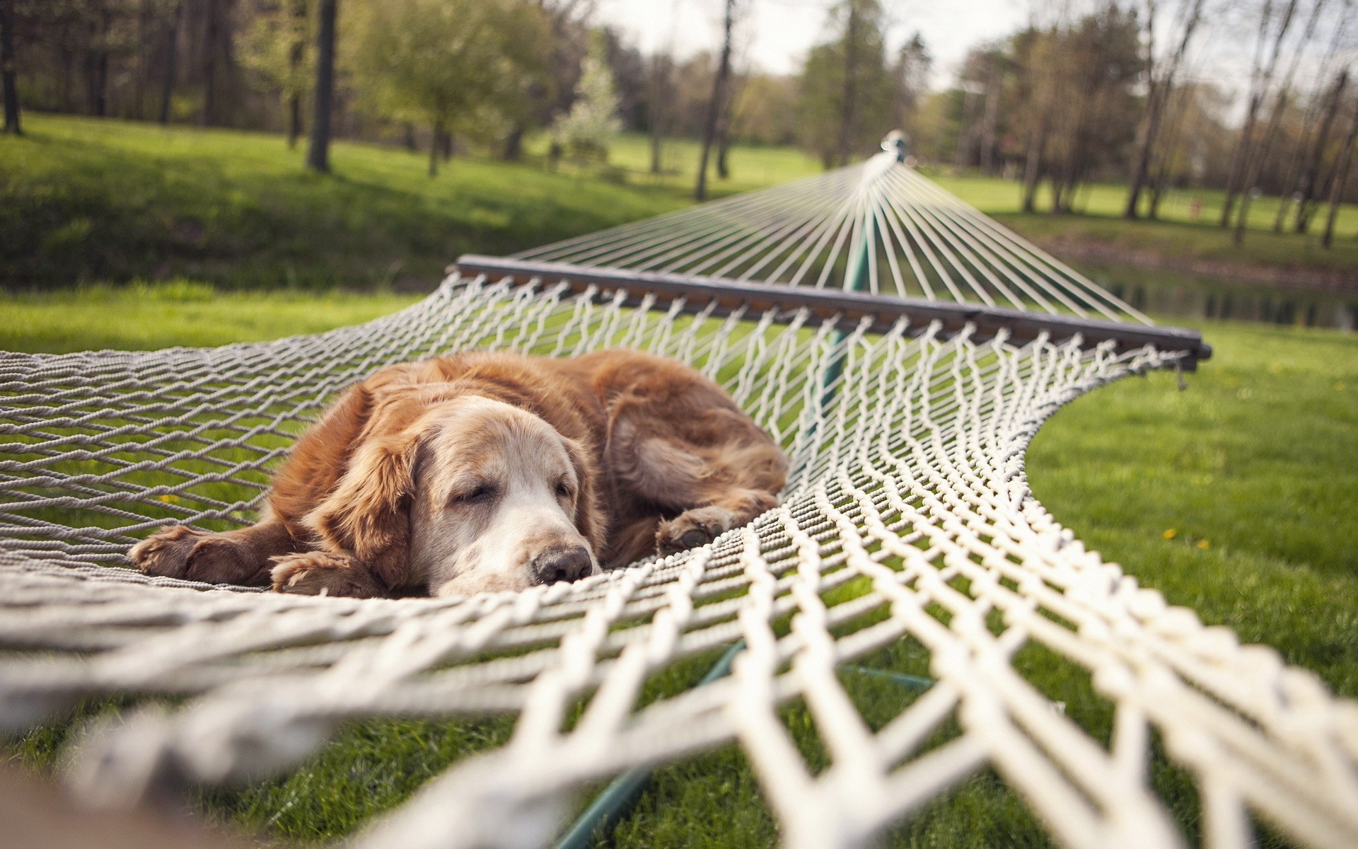animals, Pet, Dog, Sleeping, Nature, Park, Trees, Grass, Lake, Nets, Rest, Depth Of Field Wallpaper