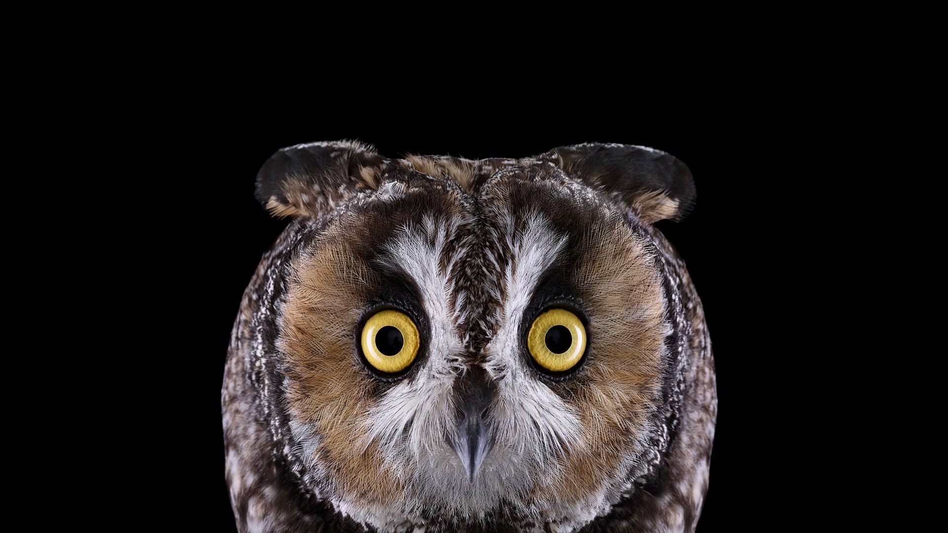 photography, Animals, Birds, Owl, Simple Background, Nature Wallpaper