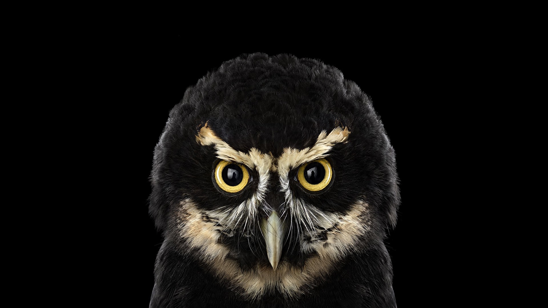 photography, Animals, Birds, Owl, Simple Background, Nature Wallpaper