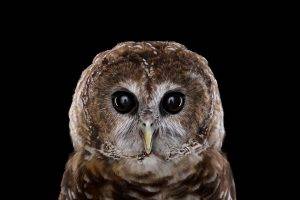photography, Animals, Birds, Owl, Simple Background, Nature