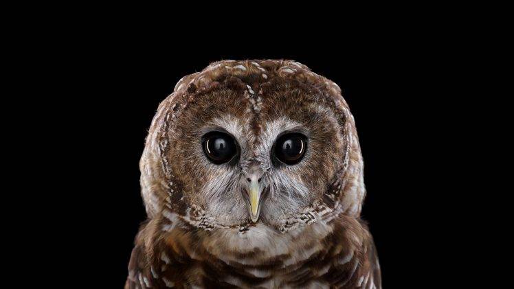 photography, Animals, Birds, Owl, Simple Background, Nature HD Wallpaper Desktop Background
