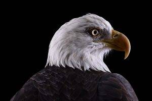 photography, Animals, Birds, Simple Background, Eagle, Nature, Bald Eagle