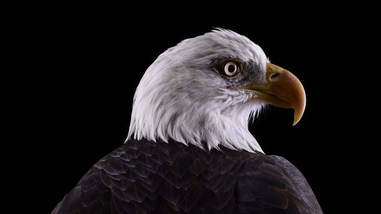 photography, Animals, Birds, Simple Background, Eagle, Nature, Bald Eagle HD Wallpaper Desktop Background