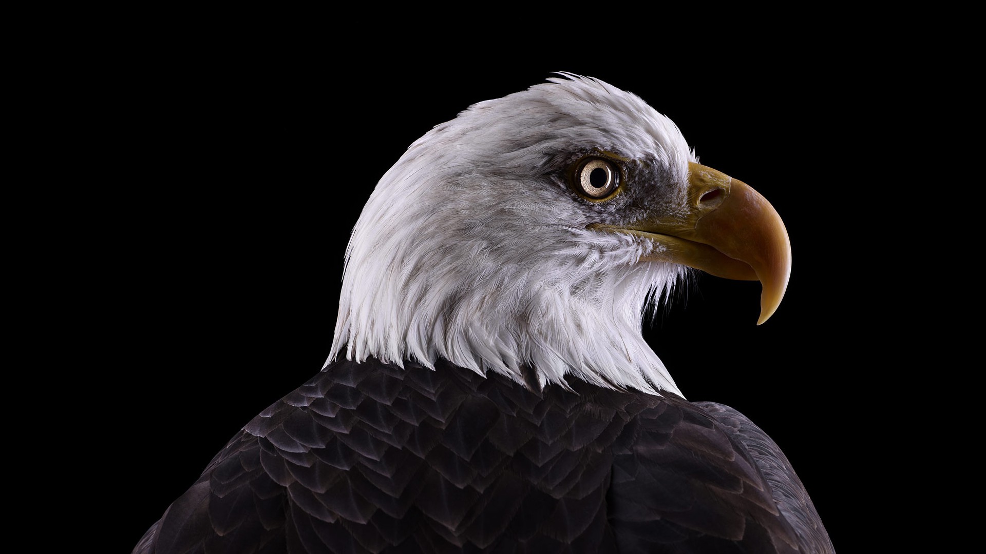 photography, Animals, Birds, Simple Background, Eagle, Nature, Bald Eagle Wallpaper