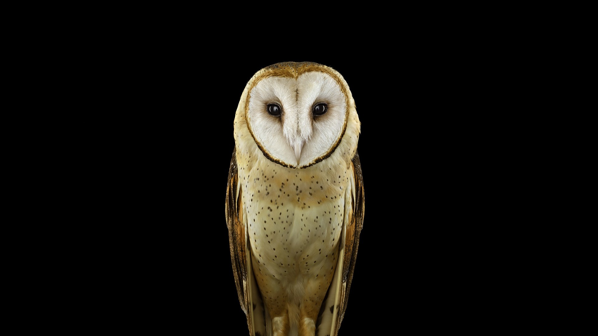 simple desktops owl