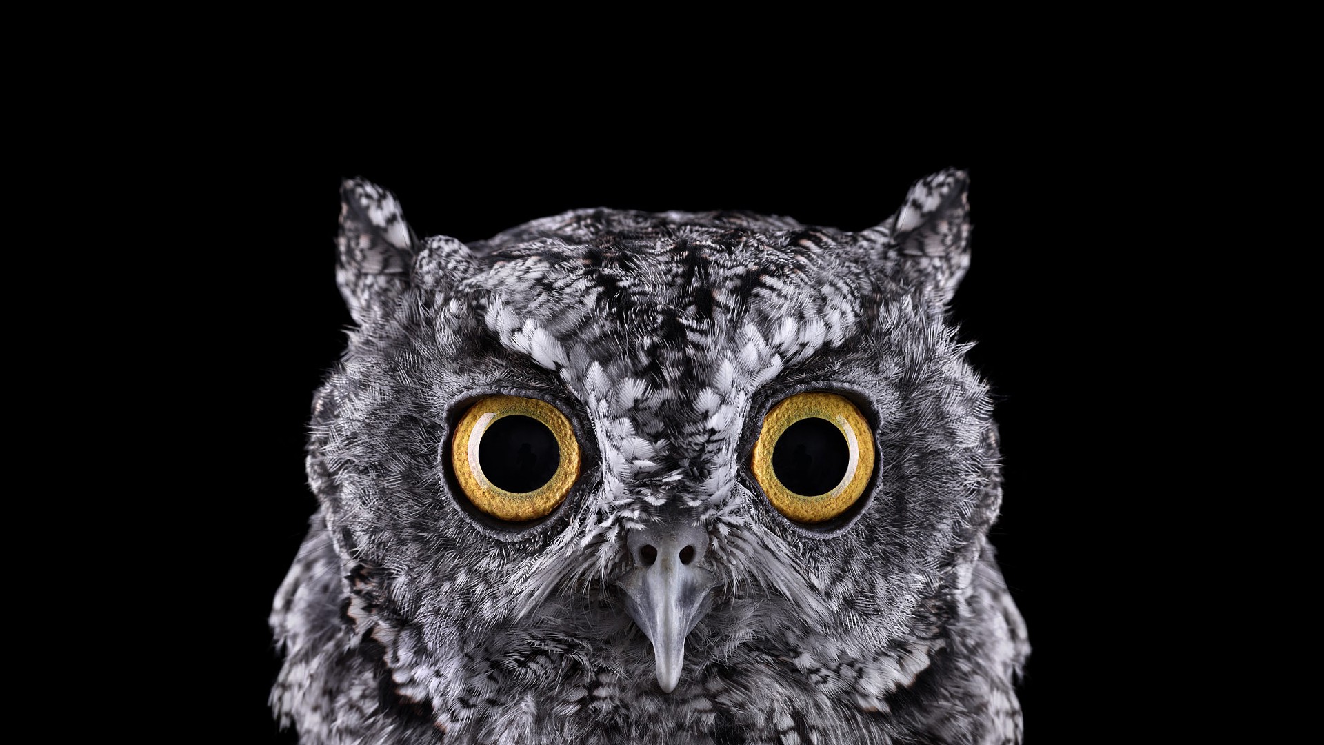 photography, Animals, Birds, Owl, Simple Background, Nature, Selective Coloring, Black Background, Eyes, Macro Wallpaper