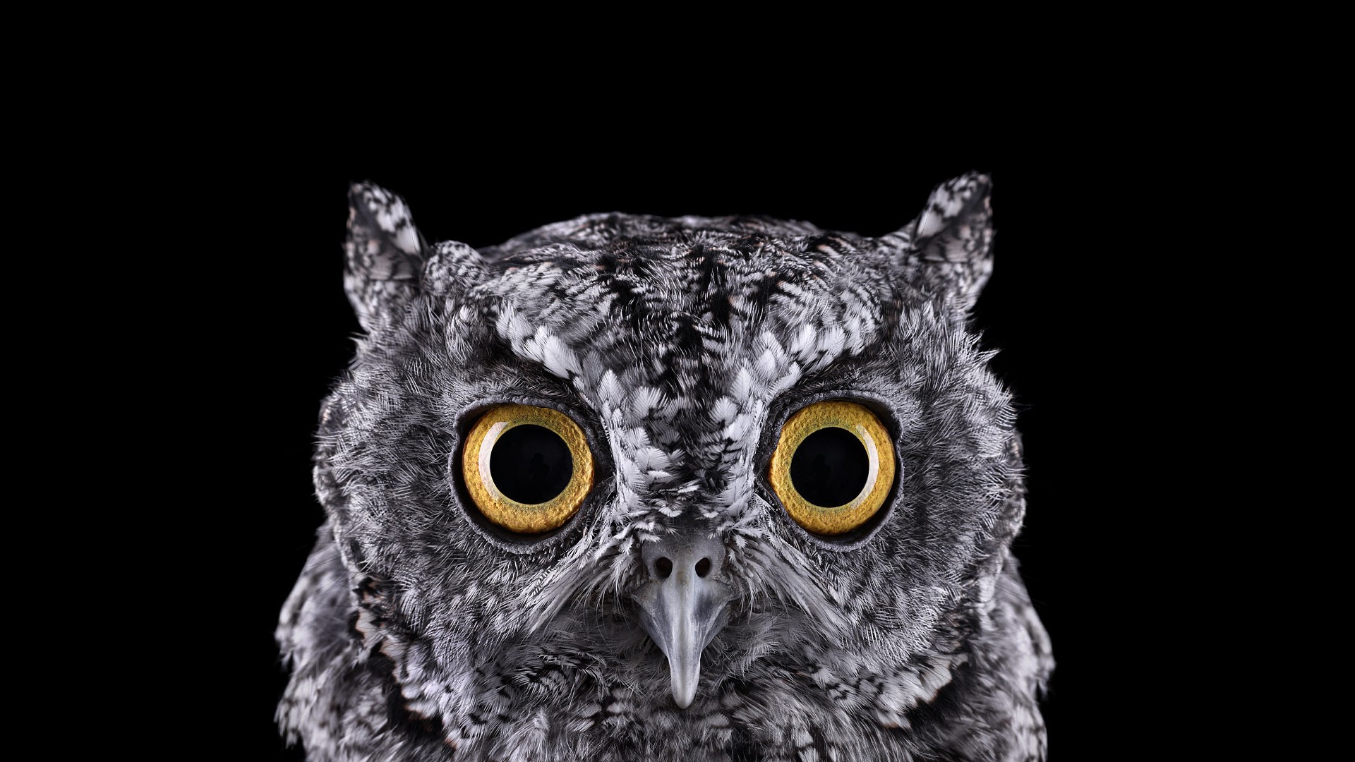 photography, Animals, Birds, Owl, Simple Background, Nature, Selective