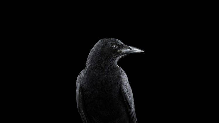 photography, Animals, Birds, Raven, Simple Background, Nature HD Wallpaper Desktop Background