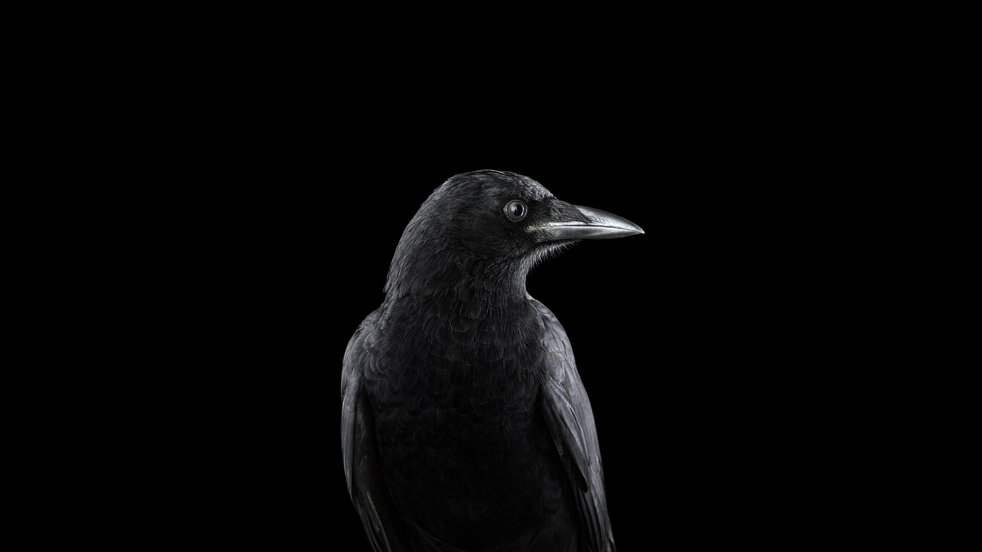 photography, Animals, Birds, Raven, Simple Background, Nature Wallpaper