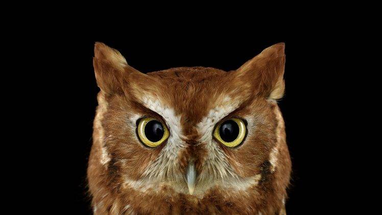photography, Animals, Birds, Owl, Simple Background, Nature HD Wallpaper Desktop Background