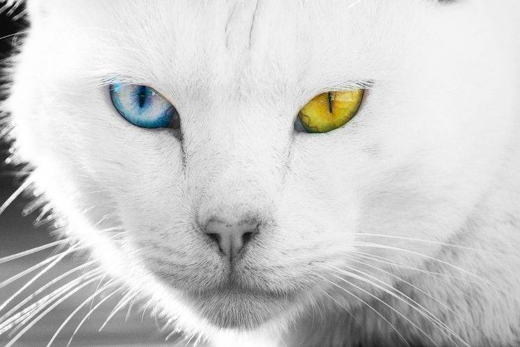cat, Animals HD Wallpaper Desktop Background