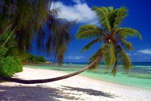 nature, Landscape, Beach, Palm Trees, Sea, Shrubs, Sand, Island, Tropical, Seychelles, Shadow, Summer, Vacations