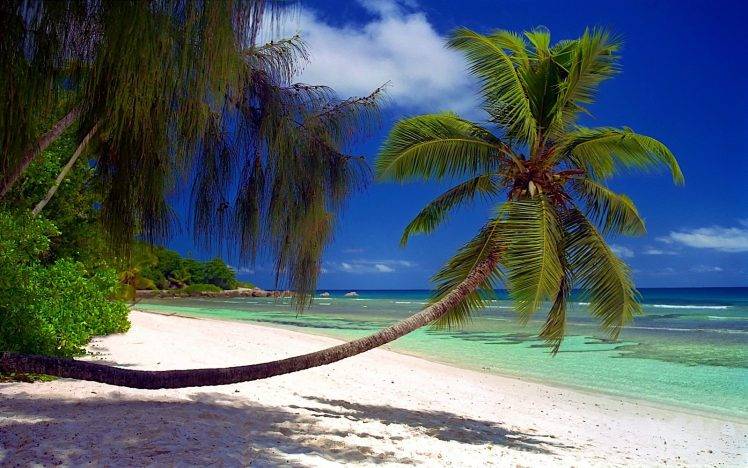nature, Landscape, Beach, Palm Trees, Sea, Shrubs, Sand, Island, Tropical, Seychelles, Shadow, Summer, Vacations HD Wallpaper Desktop Background