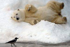 polar Bears, Snow, Animals, Bears, Birds