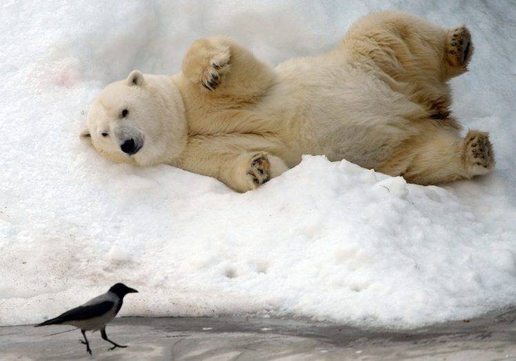 polar Bears, Snow, Animals, Bears, Birds HD Wallpaper Desktop Background
