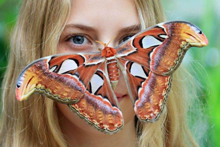 blonde, Moths, Moth HD Wallpaper Desktop Background