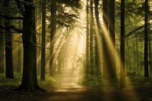 landscape, Nature, Forest, Sun Rays, Path, Trees, Mist, Atmosphere