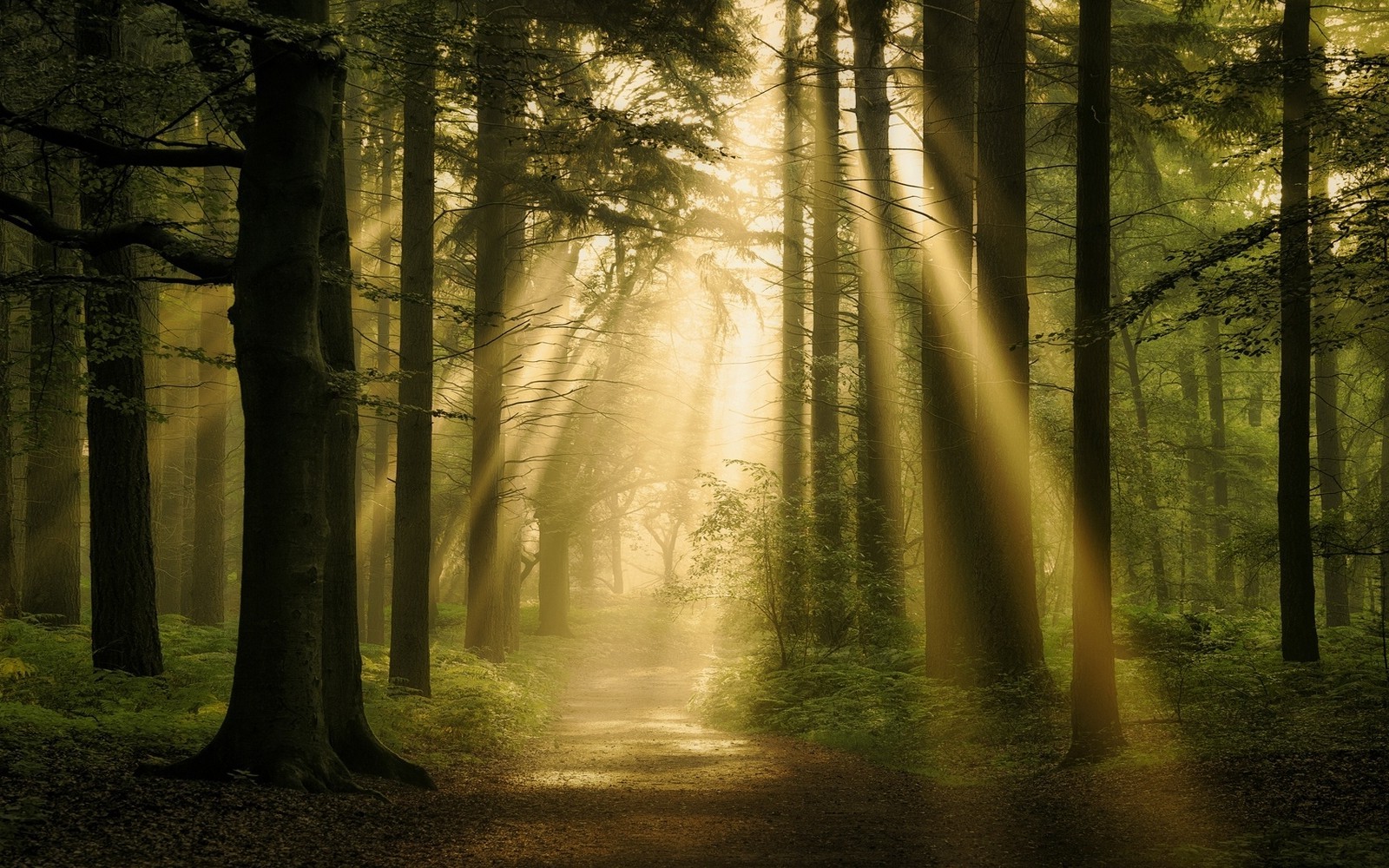 landscape Nature Forest  Sun  Rays Path  Trees Mist 