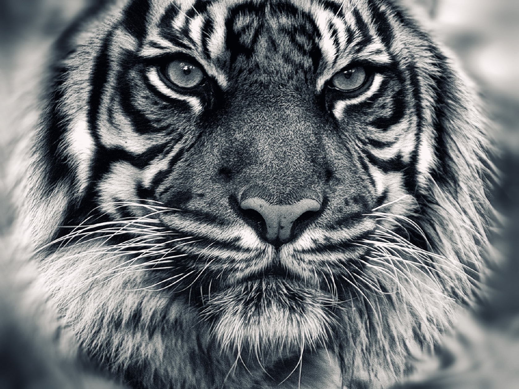 tiger, Animals Wallpaper