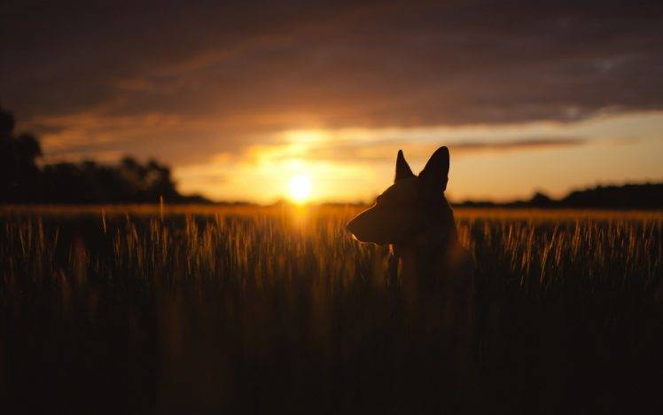 animals, Dog, Nature, Sunset, Wheat, Plants, Silhouette, Flag HD Wallpaper Desktop Background