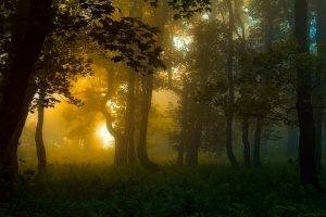 nature, Forest, Carpathians, Sunrise, Landscape, Mist, Trees, Shrubs, Sunlight, Atmosphere