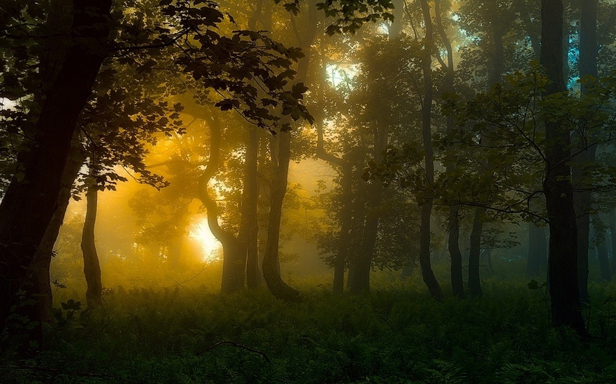 nature, Forest, Carpathians, Sunrise, Landscape, Mist, Trees, Shrubs, Sunlight, Atmosphere Wallpaper