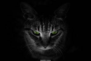 cat, Animals, Black Background, Green Eyes