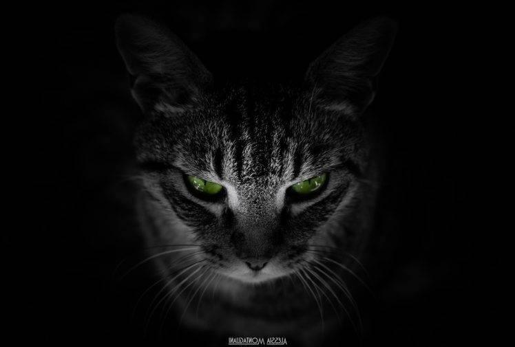 cat, Animals, Black Background, Green Eyes HD Wallpaper Desktop Background