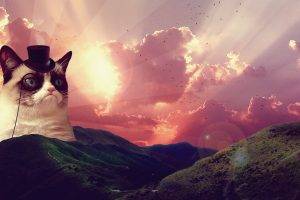 cat, Grumpy Cat, Hat, Hill, Landscape, Clouds, Birds, Animals