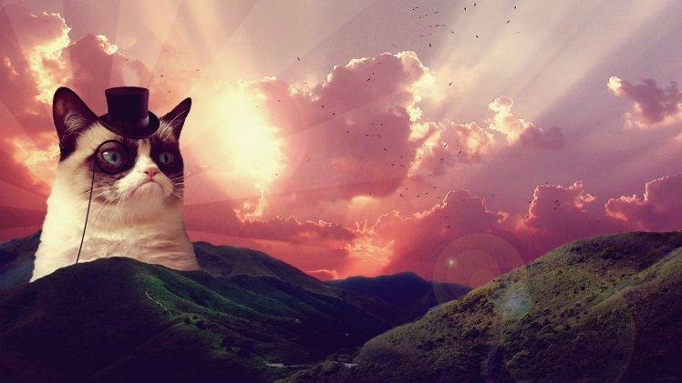 cat, Grumpy Cat, Hat, Hill, Landscape, Clouds, Birds, Animals HD Wallpaper Desktop Background