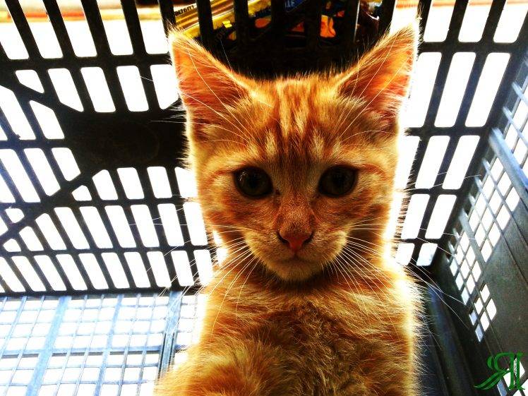 cat, Animals, Selfies HD Wallpaper Desktop Background