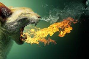 cat, Fire, Smoke, Animals, Photo Manipulation