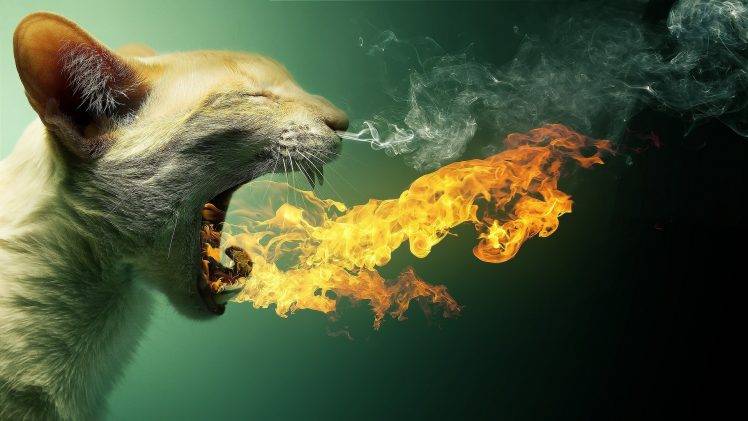 cat, Fire, Smoke, Animals, Photo Manipulation HD Wallpaper Desktop Background