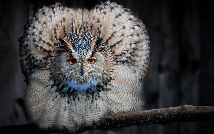 owl, Animals, Birds HD Wallpaper Desktop Background