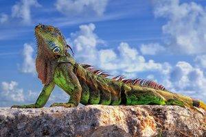lizards, Animals, Reptile, Rock, Sky, Clouds, Closeup, Colorful, Sunlight, Iguana