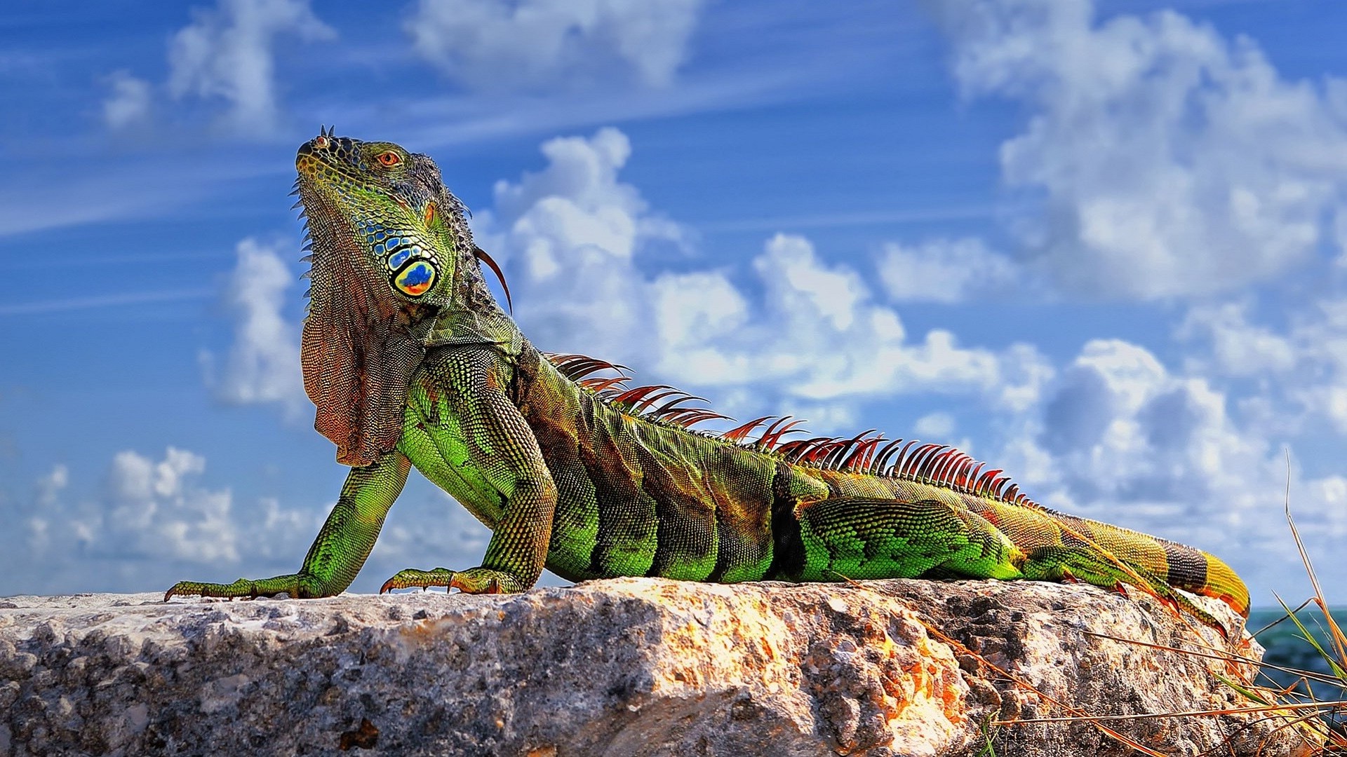 lizards, Animals, Reptile, Rock, Sky, Clouds, Closeup, Colorful, Sunlight, Iguana Wallpaper