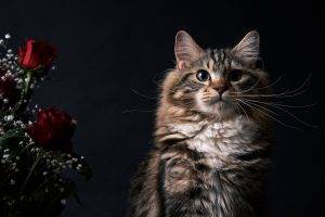 cat, Animals, Flowers, Rose