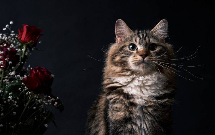 cat, Animals, Flowers, Rose HD Wallpaper Desktop Background