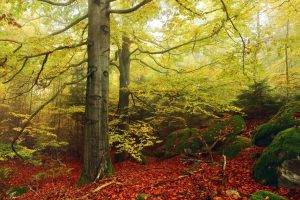 nature, Landscape, Fall, Forest, Mist, Moss, Beech, Leaves, Germany, Trees, Morning